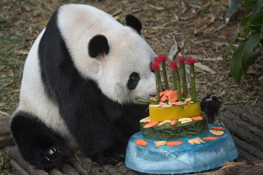 17 cute and funny photos of animals celebrating birthdays 13 15 Cute Animals Who Are Having Better Birthdays Than You