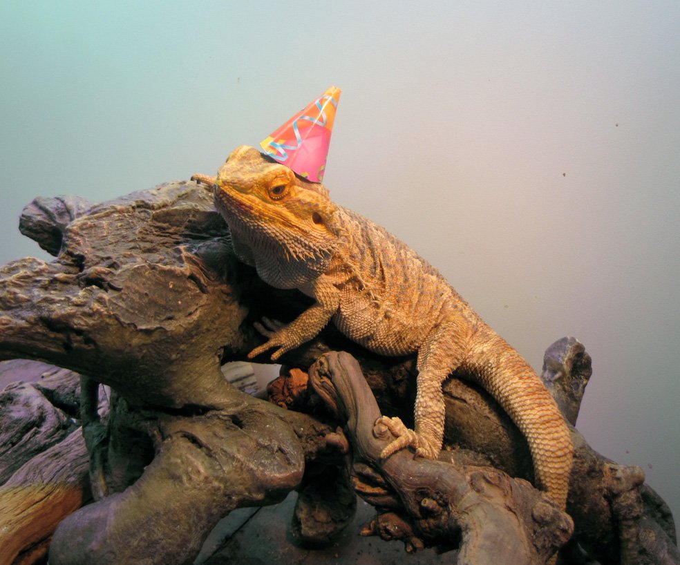 17 cute and funny photos of animals celebrating birthdays 14 15 Cute Animals Who Are Having Better Birthdays Than You
