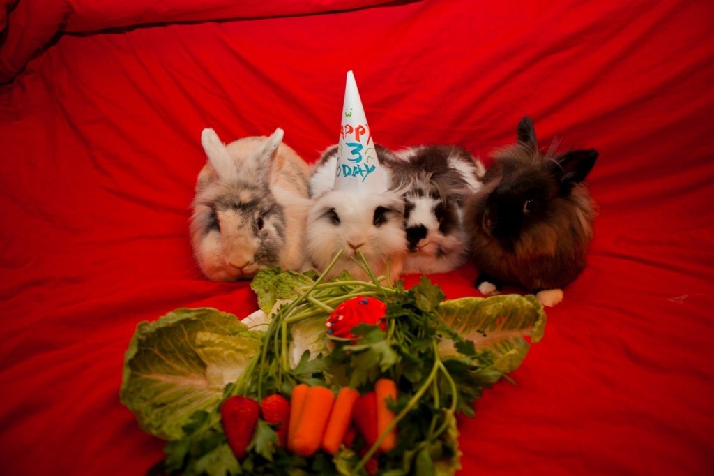 17 cute and funny photos of animals celebrating birthdays 15 15 Cute Animals Who Are Having Better Birthdays Than You