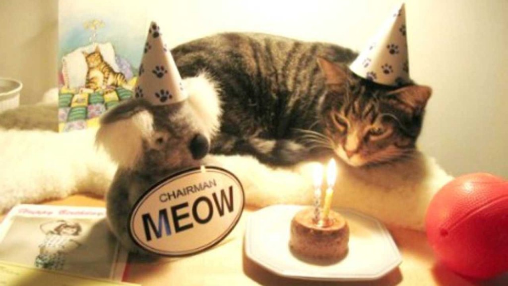17 cute and funny photos of animals celebrating birthdays 2 15 Cute Animals Who Are Having Better Birthdays Than You