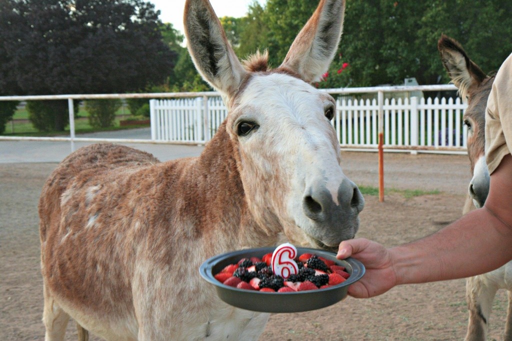 17 cute and funny photos of animals celebrating birthdays 4 15 Cute Animals Who Are Having Better Birthdays Than You