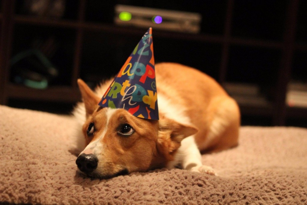 17 cute and funny photos of animals celebrating birthdays 5 15 Cute Animals Who Are Having Better Birthdays Than You