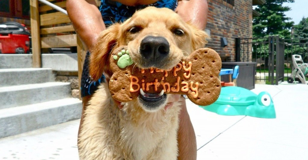 17 cute and funny photos of animals celebrating birthdays 7 15 Cute Animals Who Are Having Better Birthdays Than You