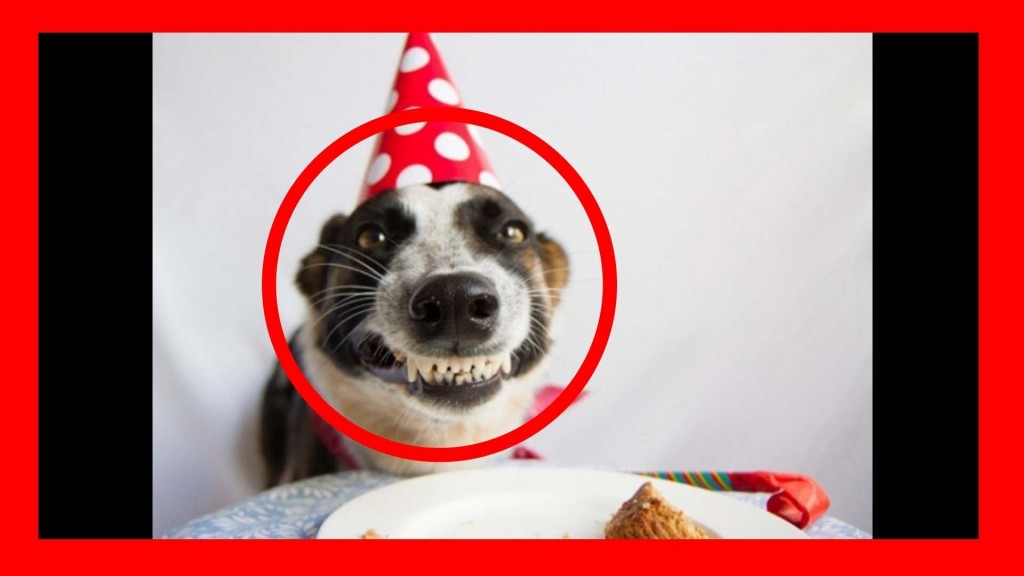 17 cute and funny photos of animals celebrating birthdays 8 15 Cute Animals Who Are Having Better Birthdays Than You