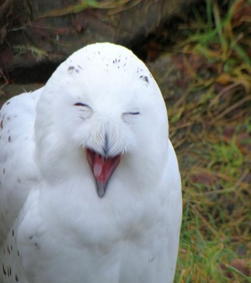 20 animals making some seriously crazy faces 1 20 Cute Animals Who Got Caught Making Funny Faces