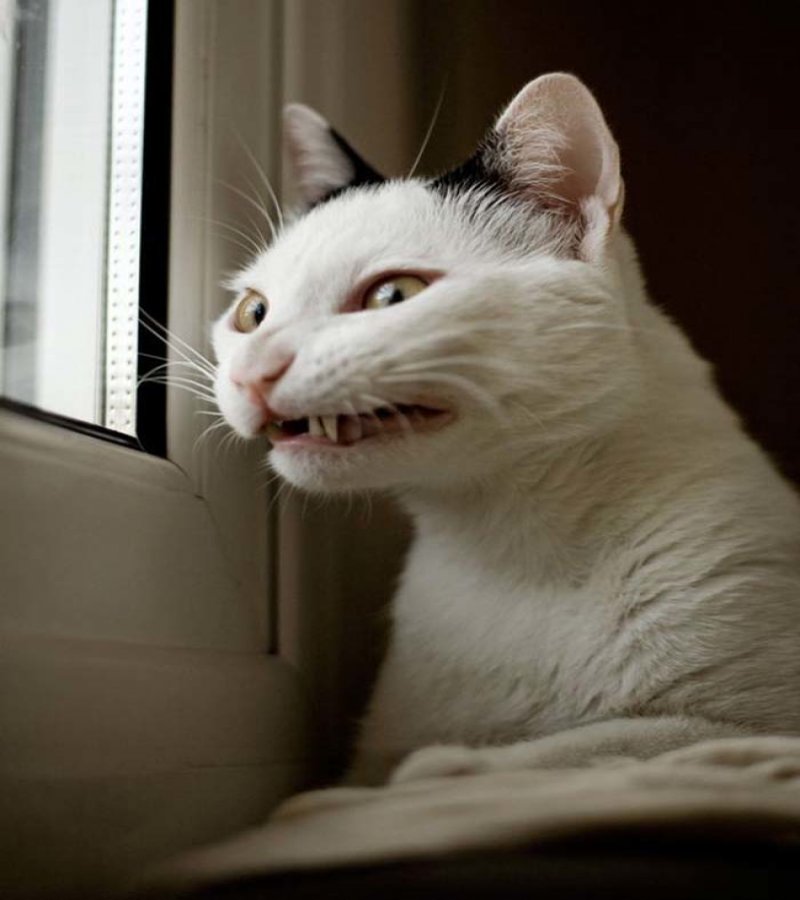 20 animals making some seriously crazy faces 10 20 Cute Animals Who Got Caught Making Funny Faces