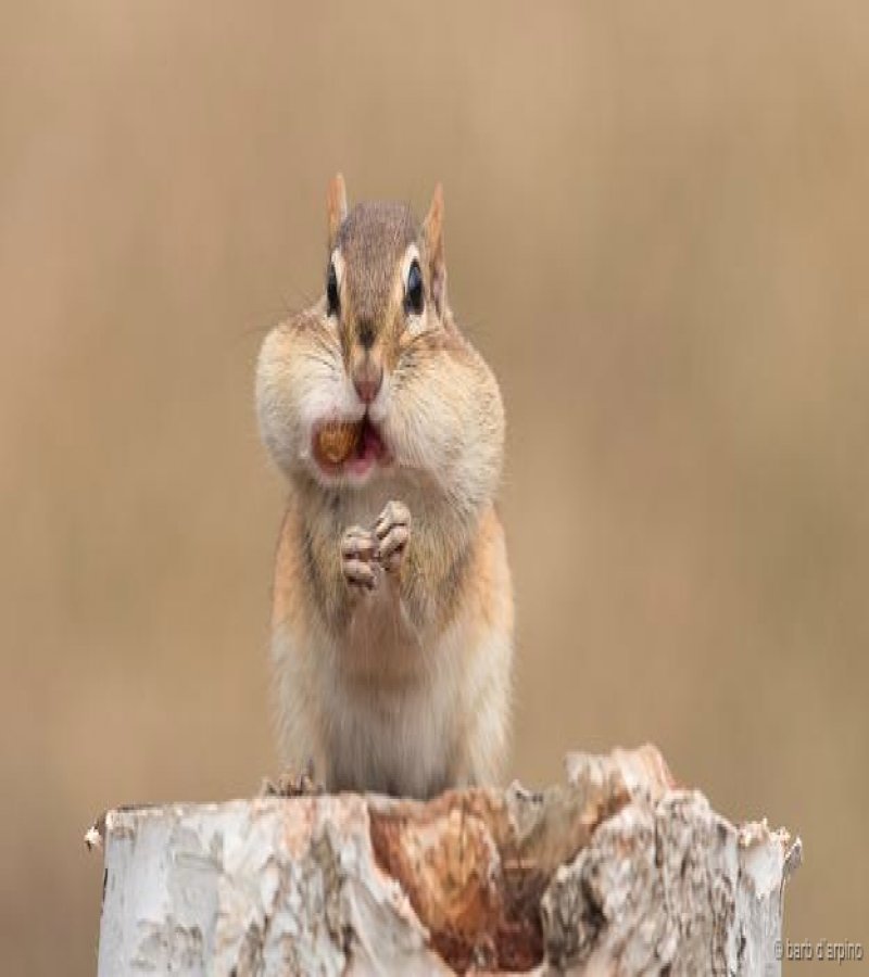 20 animals making some seriously crazy faces 13 20 Cute Animals Who Got Caught Making Funny Faces