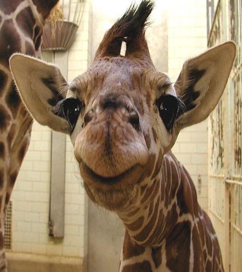 20 animals making some seriously crazy faces 16 20 Cute Animals Who Got Caught Making Funny Faces