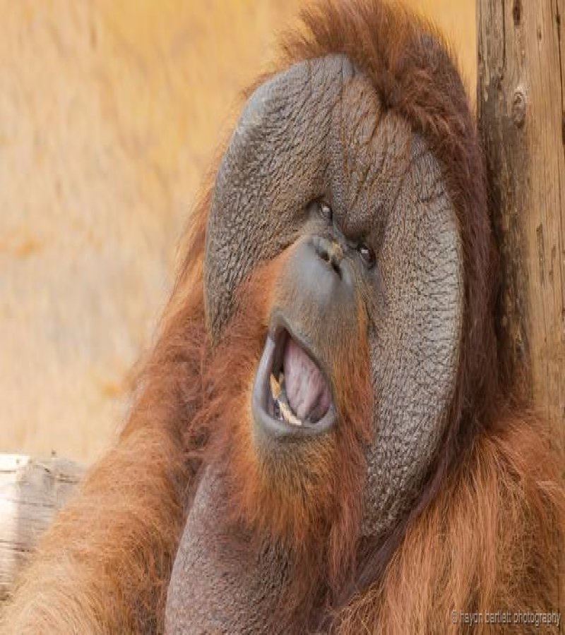 20 animals making some seriously crazy faces 18 20 Cute Animals Who Got Caught Making Funny Faces