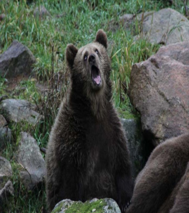 20 animals making some seriously crazy faces 19 20 Cute Animals Who Got Caught Making Funny Faces