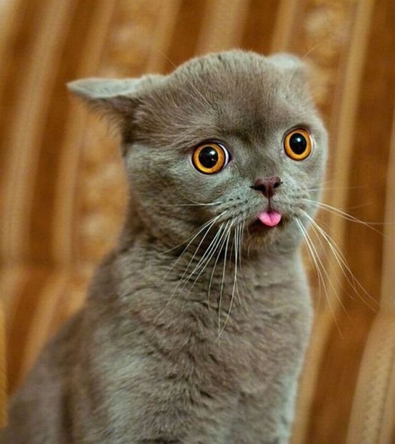 20 animals making some seriously crazy faces 2 20 Cute Animals Who Got Caught Making Funny Faces
