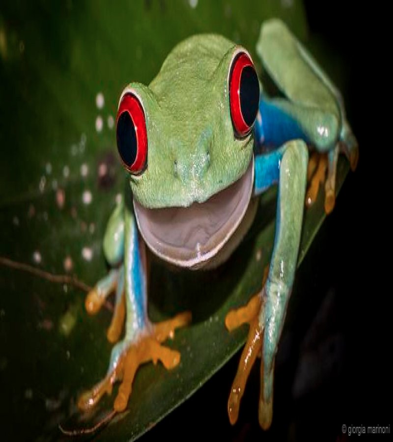 20 animals making some seriously crazy faces 3 20 Cute Animals Who Got Caught Making Funny Faces