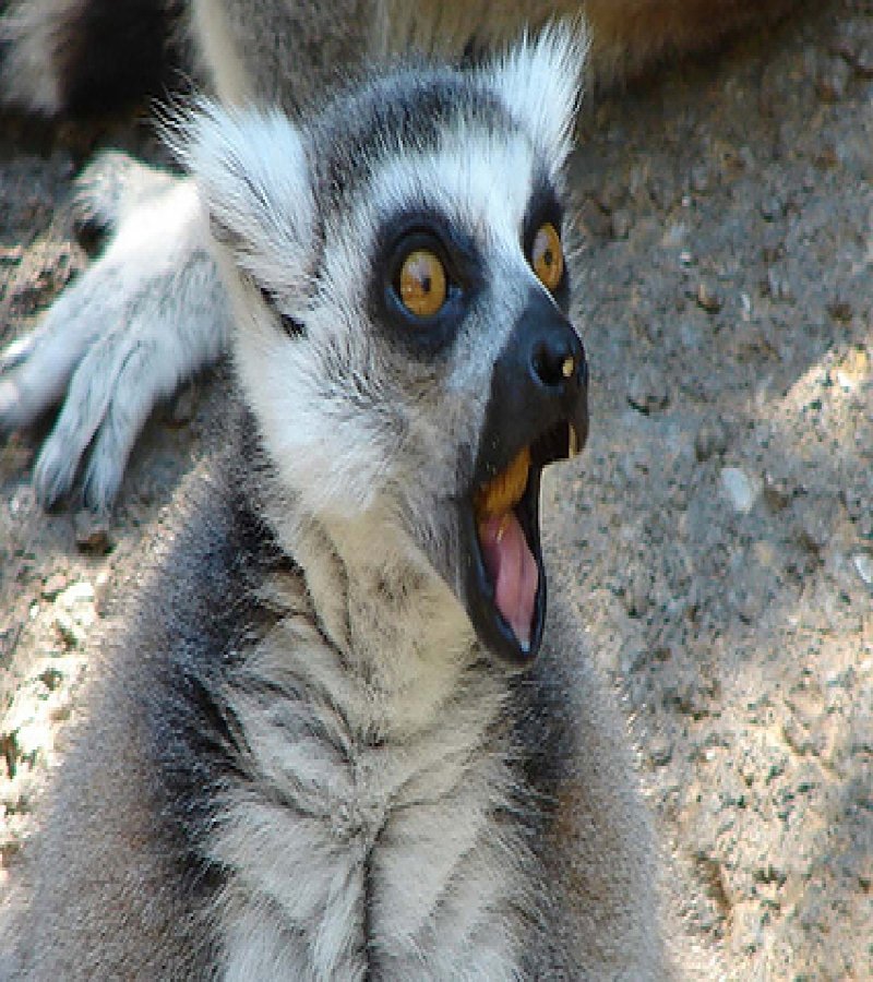 20 Cute Animals Who Got Caught Making Funny Faces