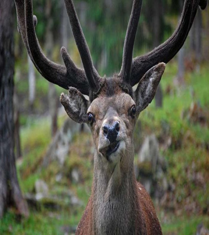 20 animals making some seriously crazy faces 9 20 Cute Animals Who Got Caught Making Funny Faces