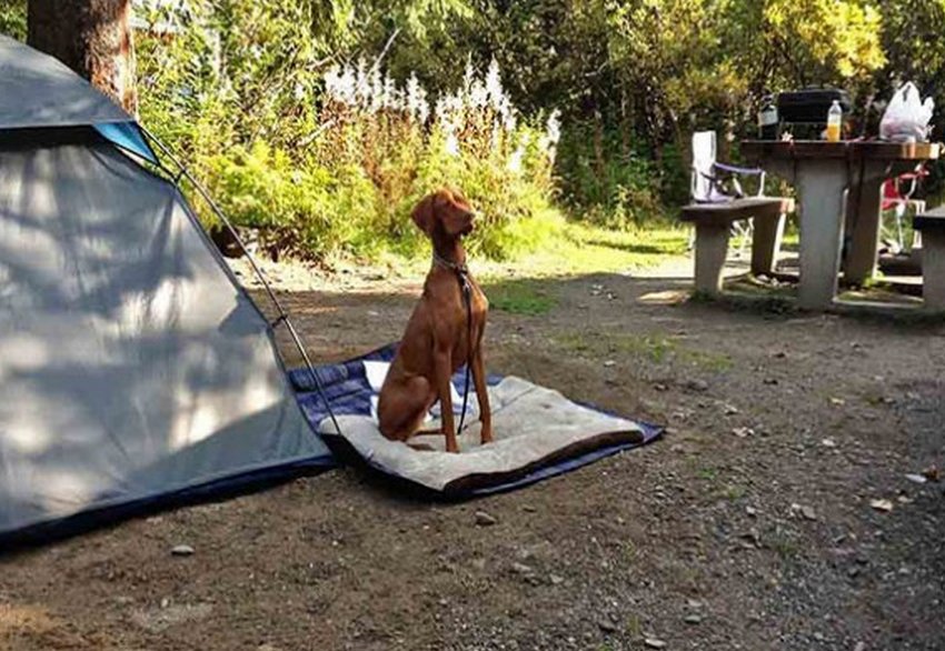 20 of the funniest camping photos of all time 18 20 Rules For Camping