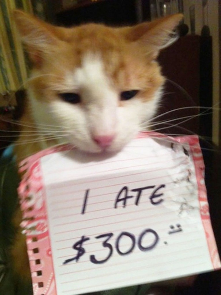 20 of the most hilarious cat shaming signs 1 20 Cats Who Really Should Have Known Better