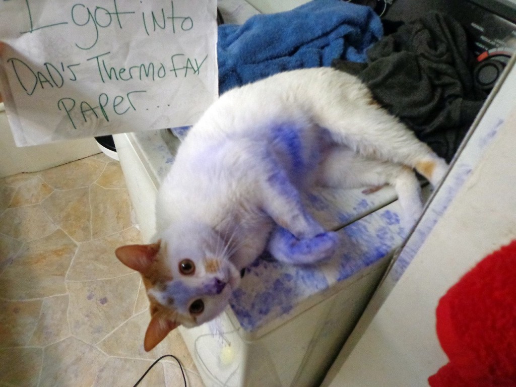 20 of the most hilarious cat shaming signs 10 20 Cats Who Really Should Have Known Better