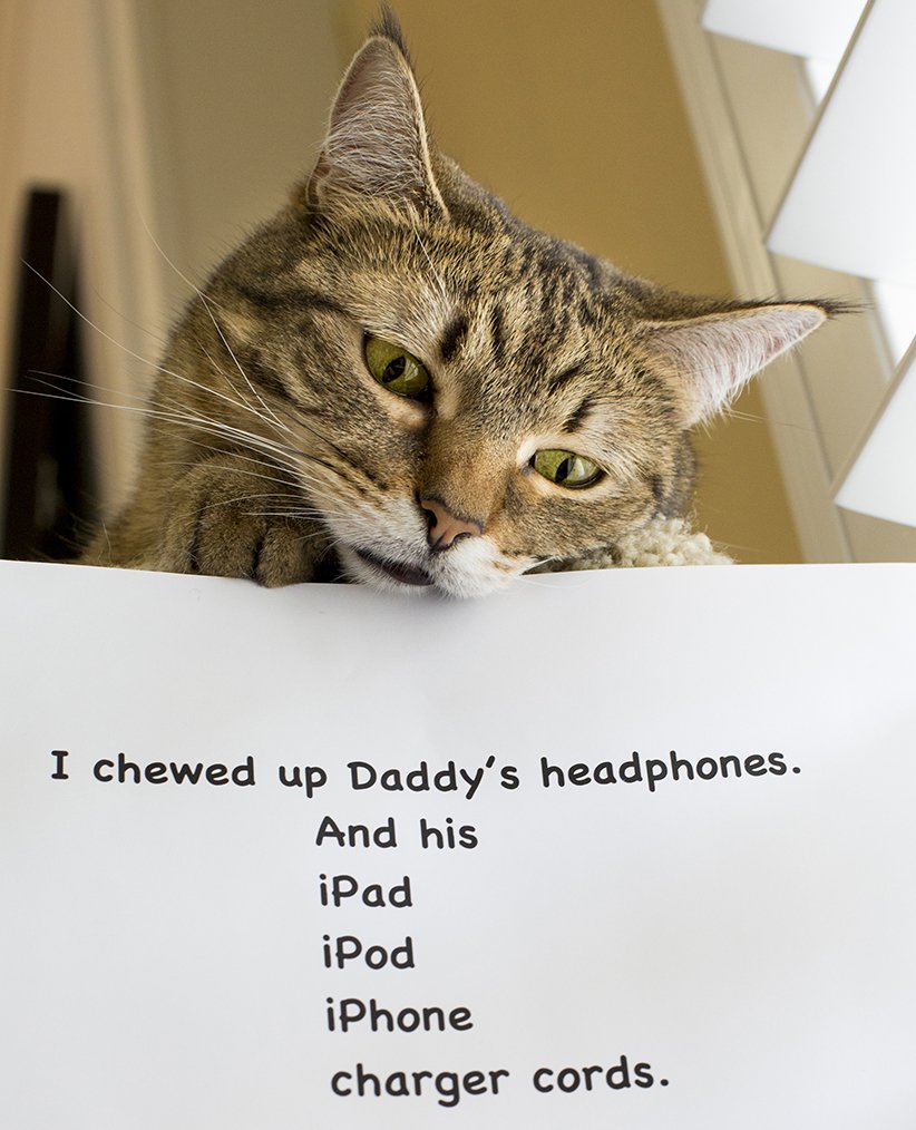 20 of the most hilarious cat shaming signs 11 20 Cats Who Really Should Have Known Better