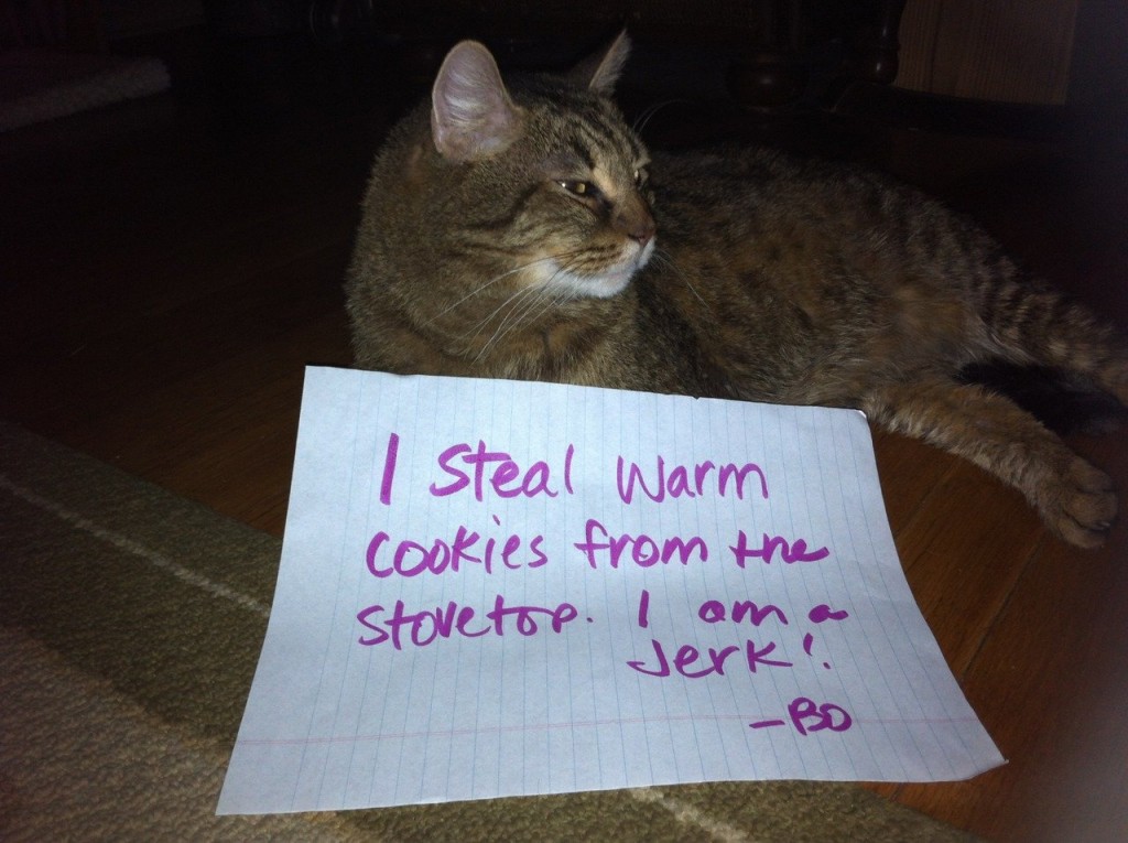 20 of the most hilarious cat shaming signs 12 20 Cats Who Really Should Have Known Better