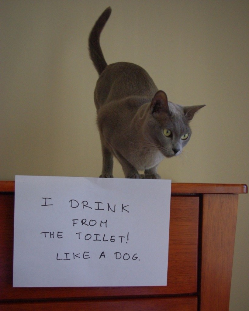 20 of the most hilarious cat shaming signs 13 20 Cats Who Really Should Have Known Better