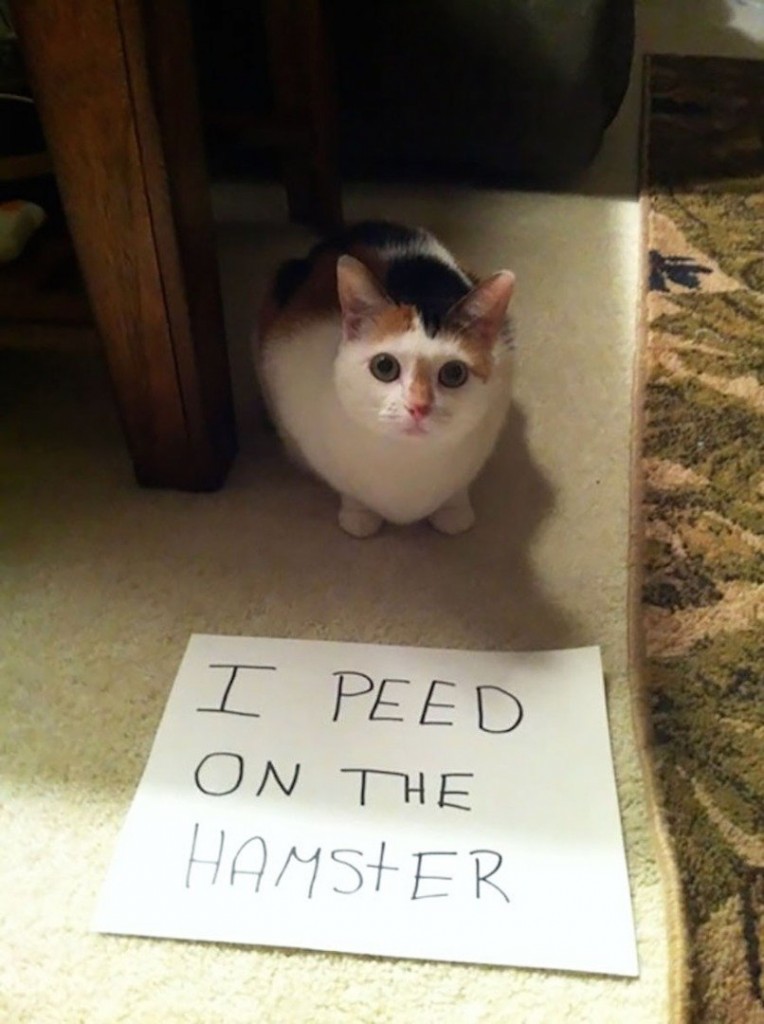 20 of the most hilarious cat shaming signs 14 20 Cats Who Really Should Have Known Better