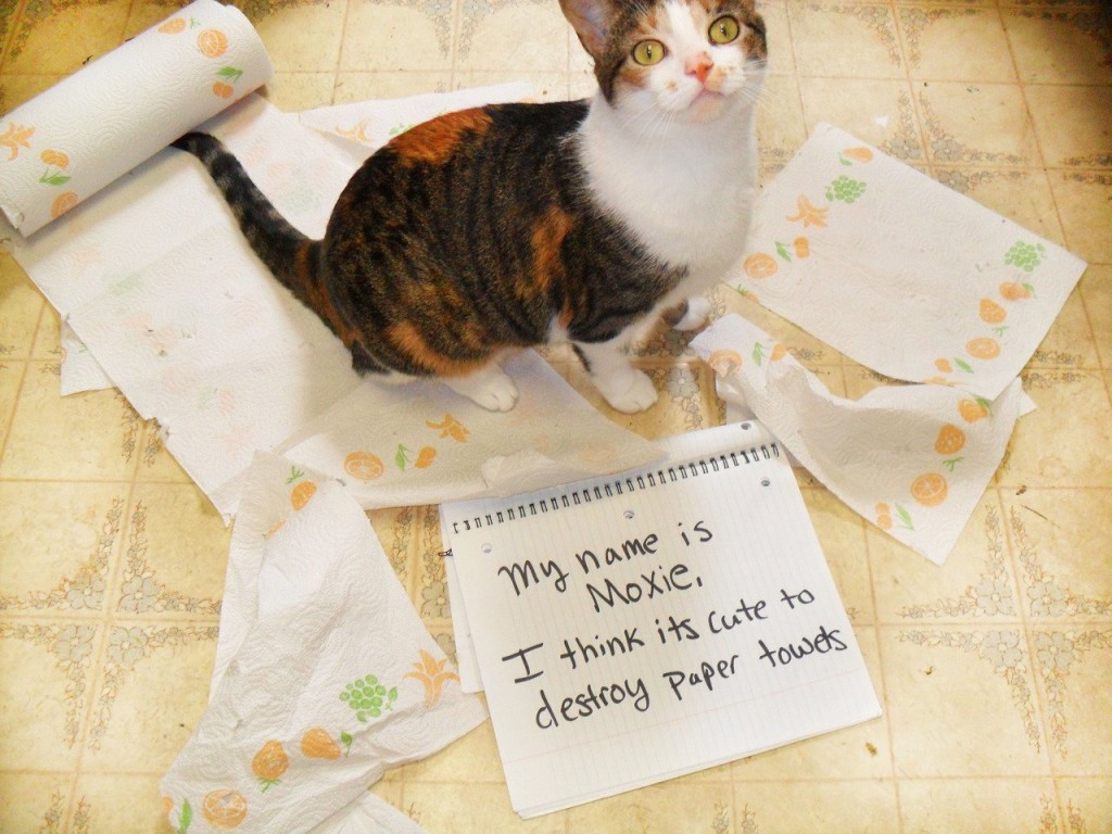 20 of the most hilarious cat shaming signs 15 20 Cats Who Really Should Have Known Better