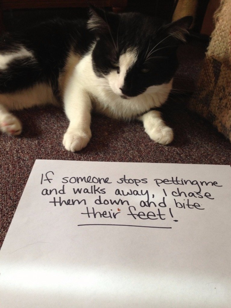 20 of the most hilarious cat shaming signs 16 20 Cats Who Really Should Have Known Better