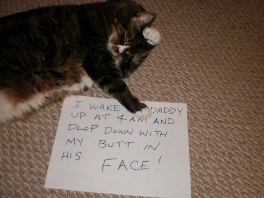 20 of the most hilarious cat shaming signs 17 20 Cats Who Really Should Have Known Better