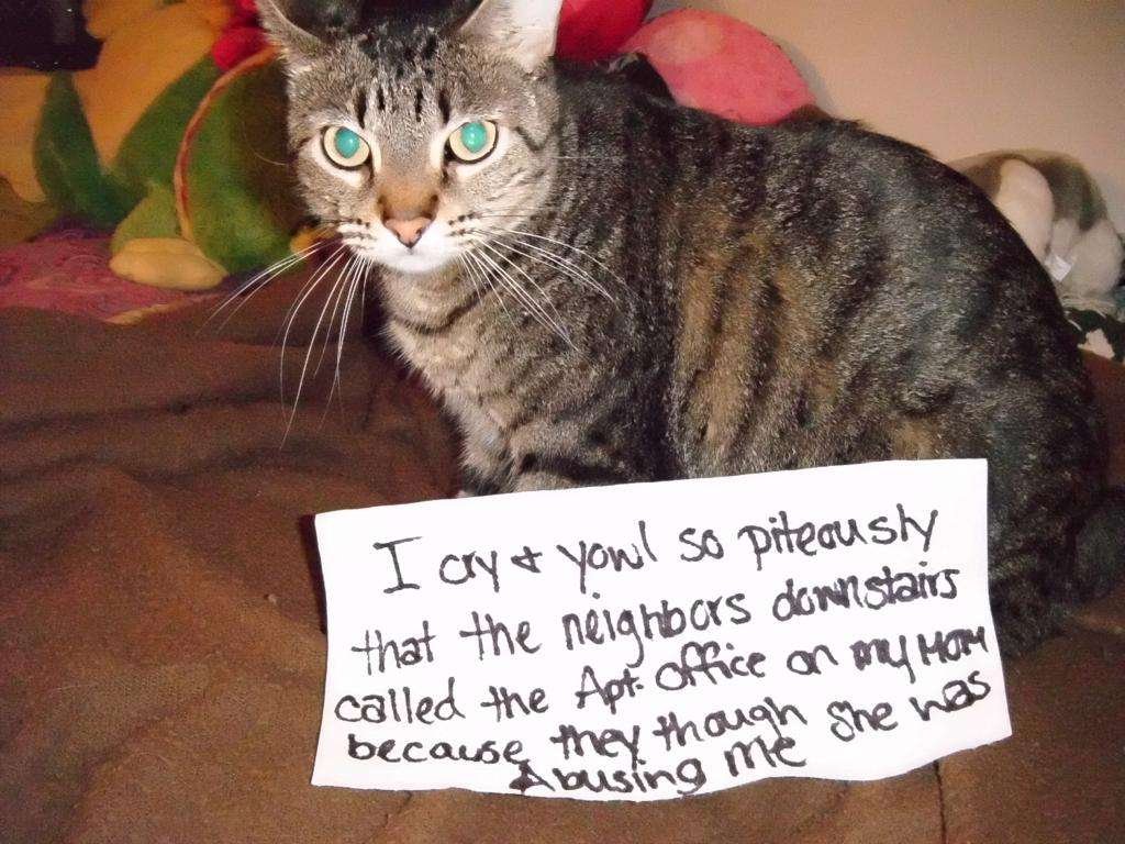 20 of the most hilarious cat shaming signs 18 20 Cats Who Really Should Have Known Better