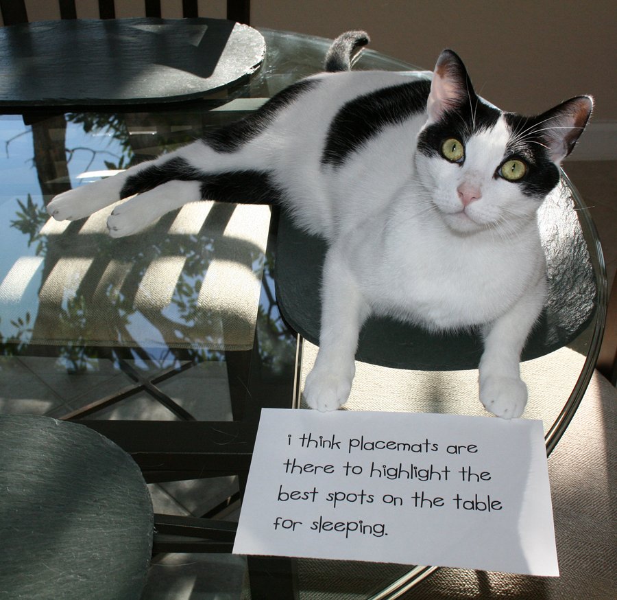 20 of the most hilarious cat shaming signs 19 20 Cats Who Really Should Have Known Better