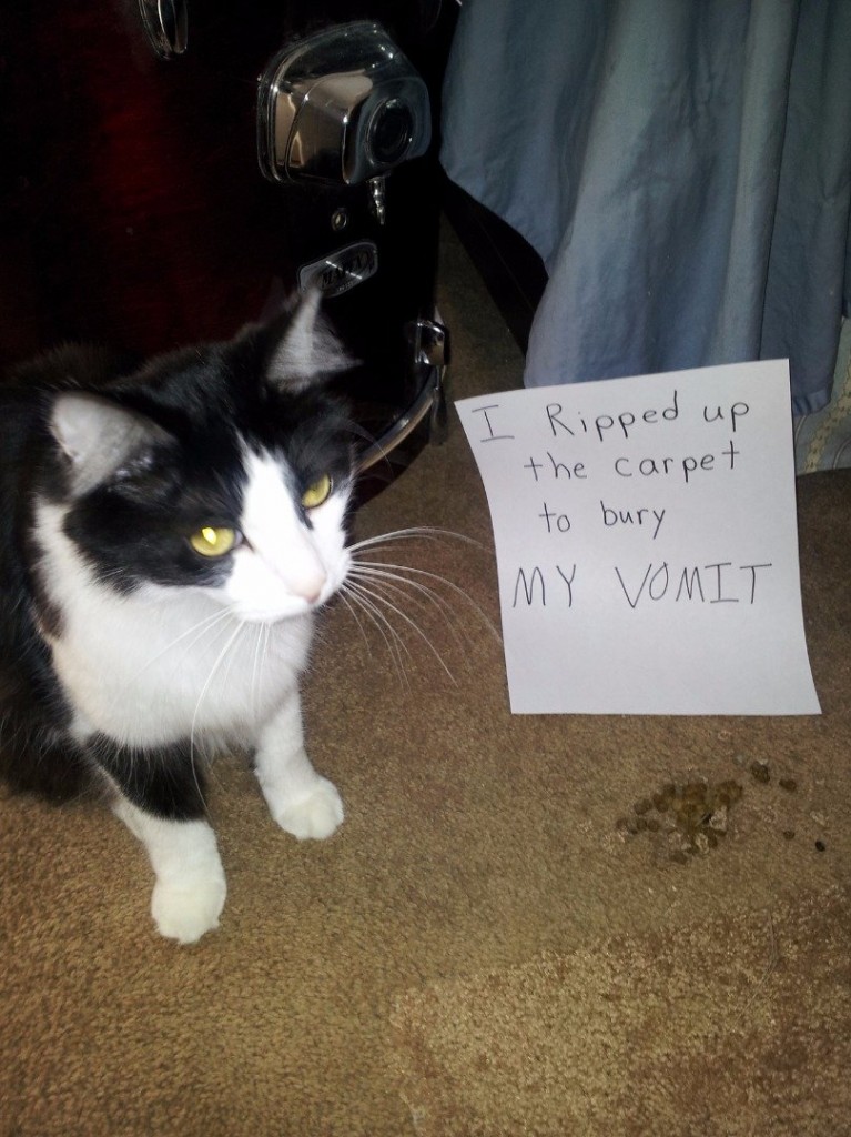 20 of the most hilarious cat shaming signs 2 20 Cats Who Really Should Have Known Better