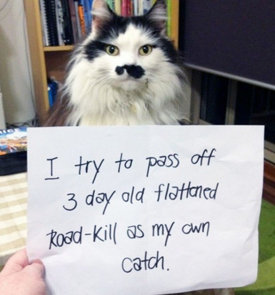 20 of the most hilarious cat shaming signs 20 20 Cats Who Really Should Have Known Better