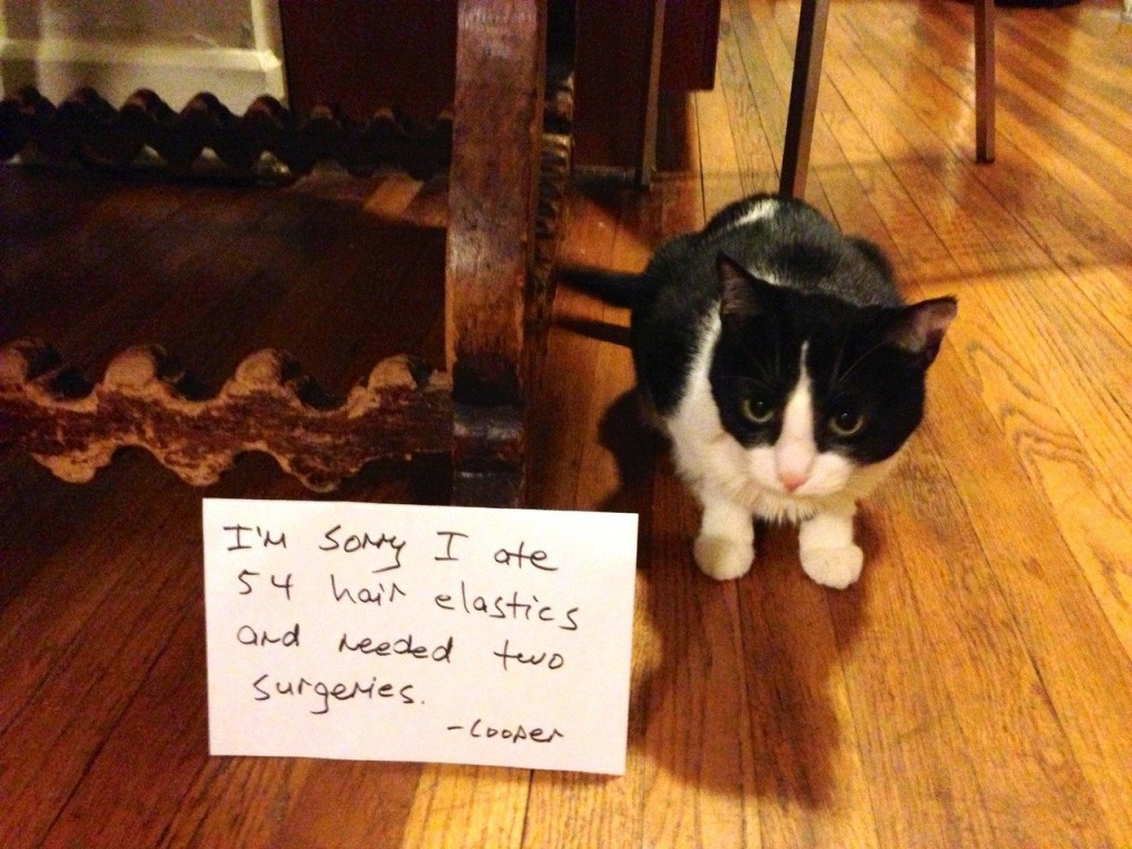 20 of the most hilarious cat shaming signs 3 20 Cats Who Really Should Have Known Better