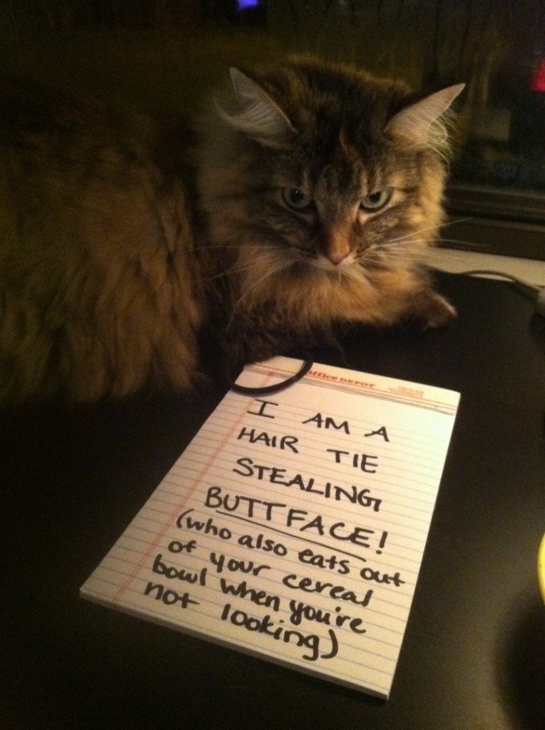 20 of the most hilarious cat shaming signs 4 20 Cats Who Really Should Have Known Better