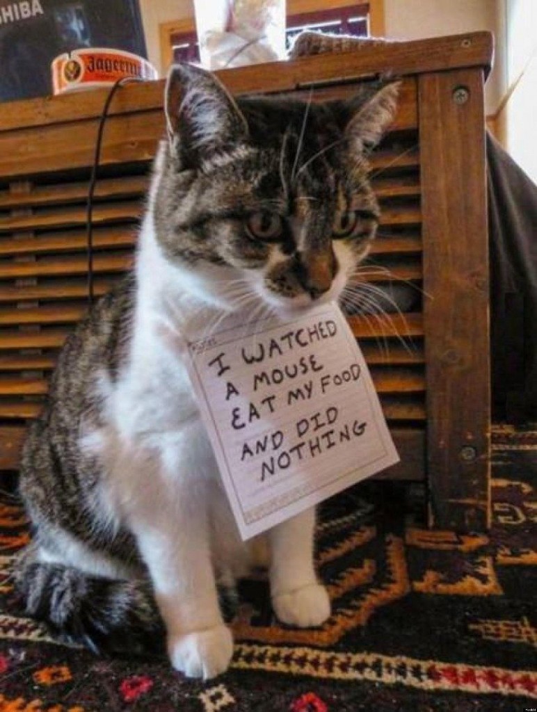 20 of the most hilarious cat shaming signs 5 20 Cats Who Really Should Have Known Better