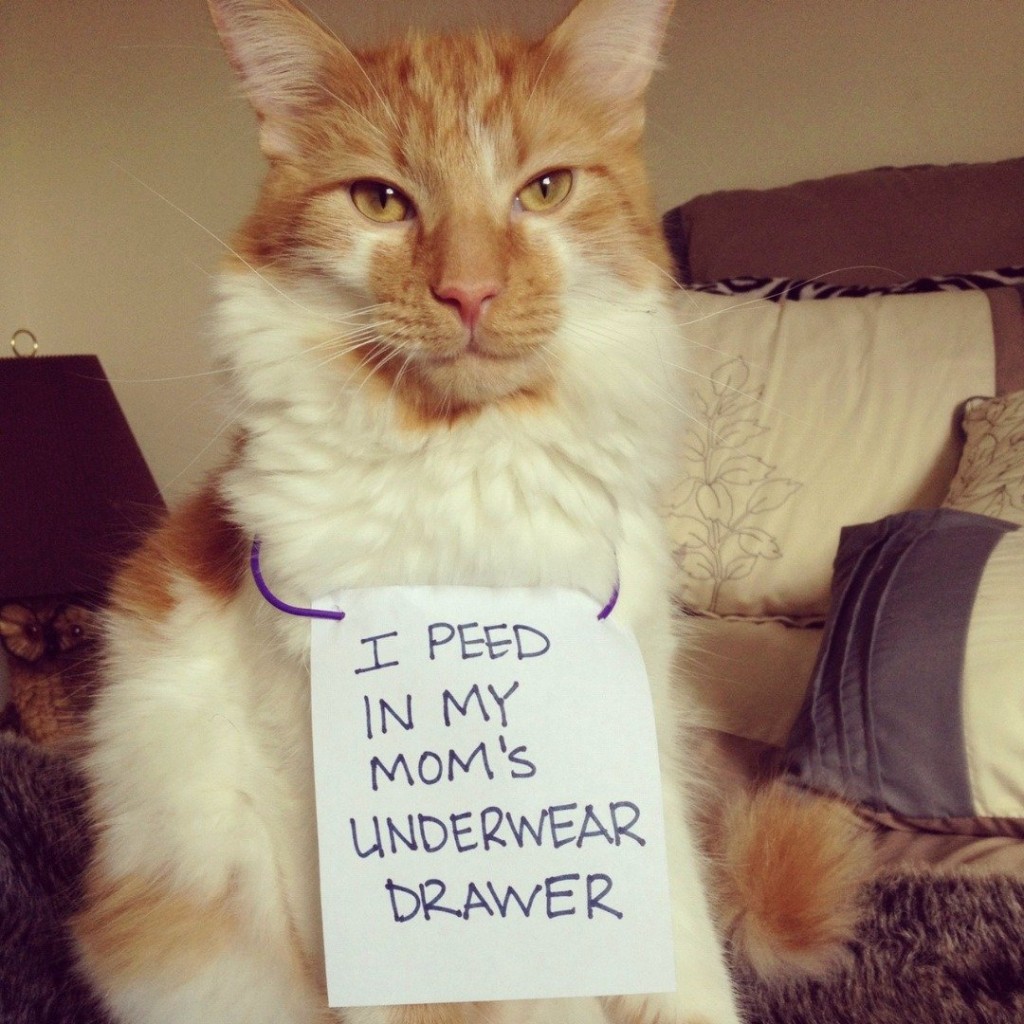 20 of the most hilarious cat shaming signs 6 20 Cats Who Really Should Have Known Better