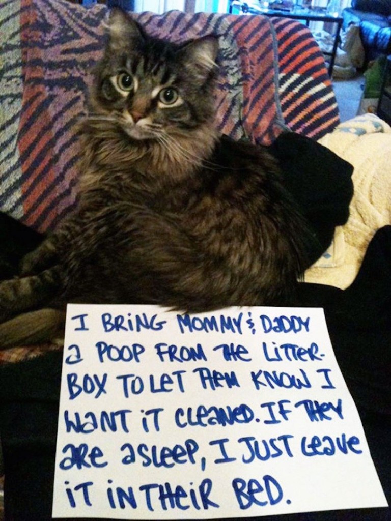 20 of the most hilarious cat shaming signs 7 20 Cats Who Really Should Have Known Better