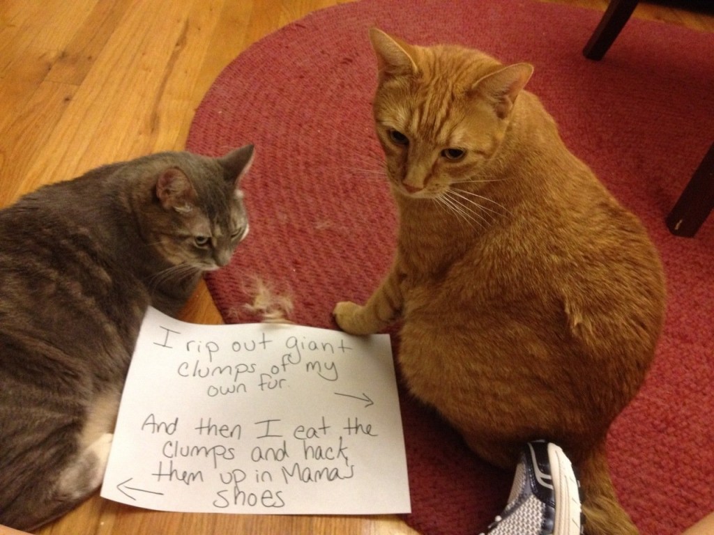 20 of the most hilarious cat shaming signs 8 20 Cats Who Really Should Have Known Better