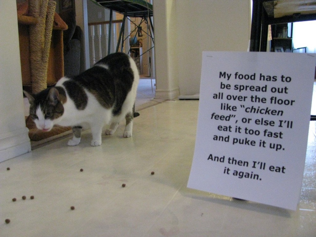 20 of the most hilarious cat shaming signs 9 20 Cats Who Really Should Have Known Better