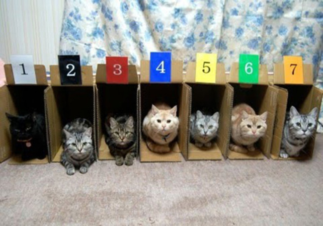 43 980x 20 Cat Organizing Hacks for Cat Ladies