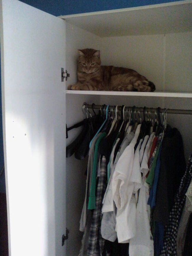 57 980x 20 Cat Organizing Hacks for Cat Ladies