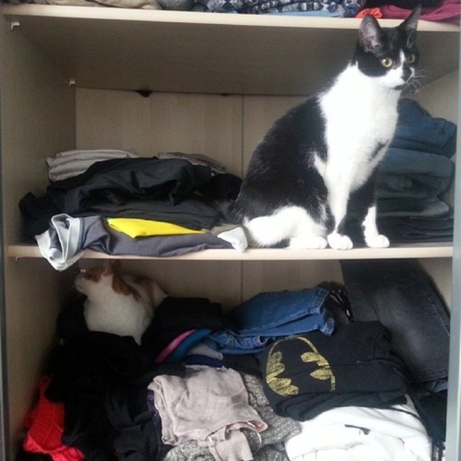 59 980x 20 Cat Organizing Hacks for Cat Ladies