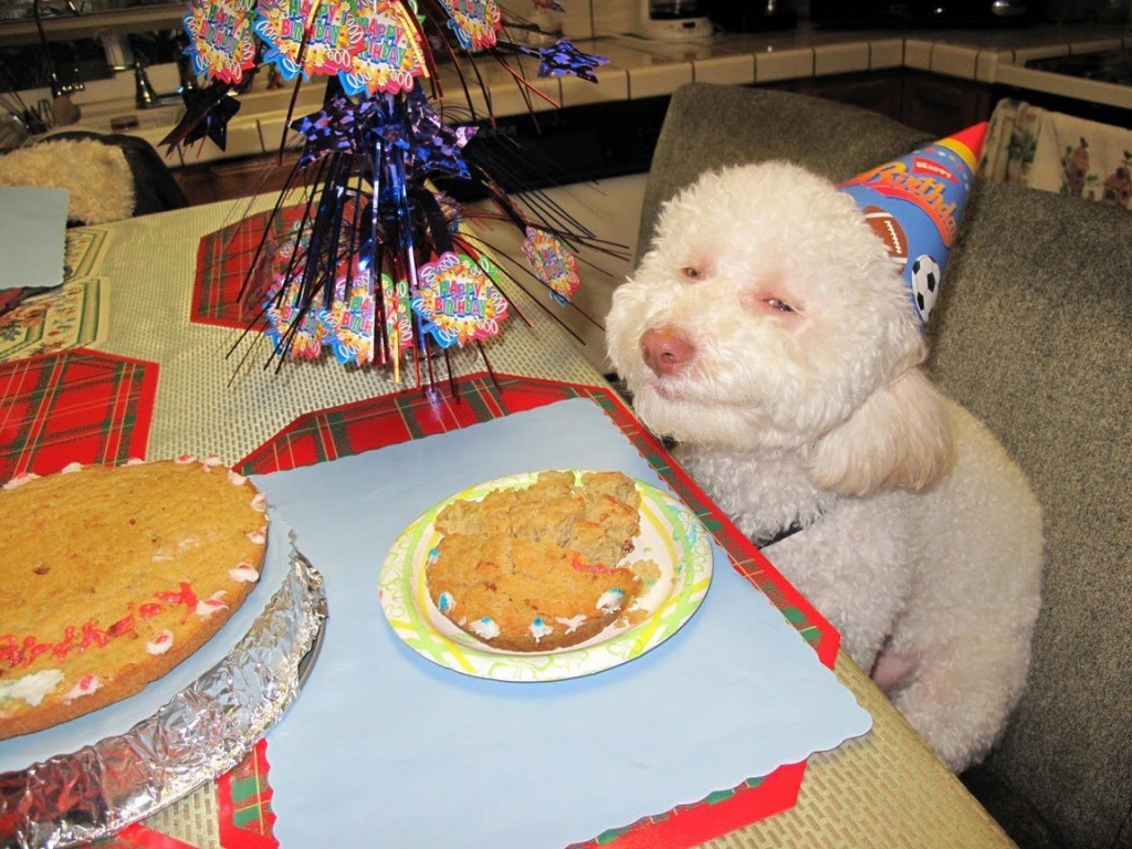 17 cute and funny photos of animals celebrating birthdays 1 15 Cute Animals Who Are Having Better Birthdays Than You