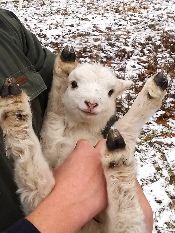 55 belly rub animals 11  605 20 Animals Who Cant Get Enough of Belly Rubs