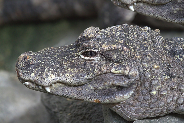 Chinese Alligator 16 Fun Facts about Crocodiles