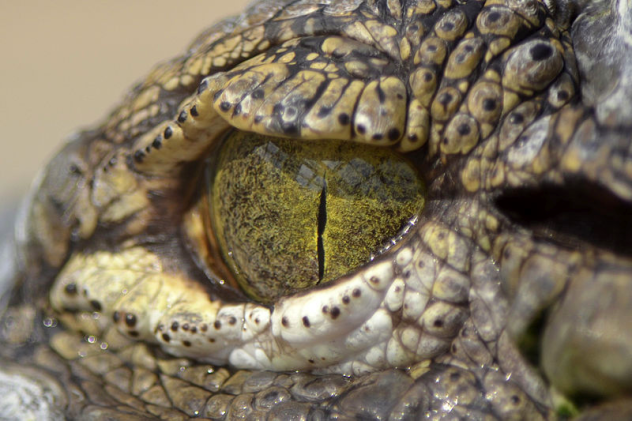 Croc Eye 16 Fun Facts about Crocodiles