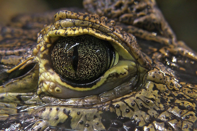 Croc Tear 16 Fun Facts about Crocodiles