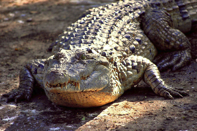 Croc in Sun 16 Fun Facts about Crocodiles