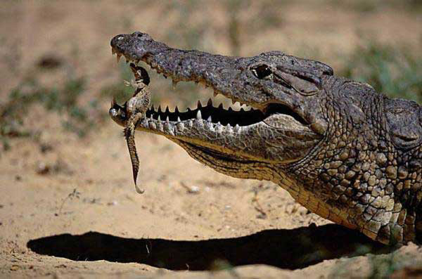 Crocodile 16 Fun Facts about Crocodiles