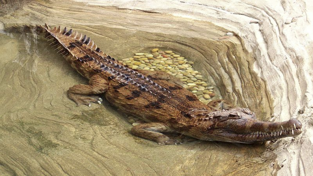 False Gharial 16 Fun Facts about Crocodiles